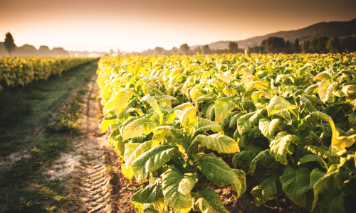 Supporting the tobacco supply chain