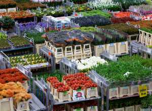 FloraHolland to optimise distribution process with 3iV Crystal voice solution from Zetes