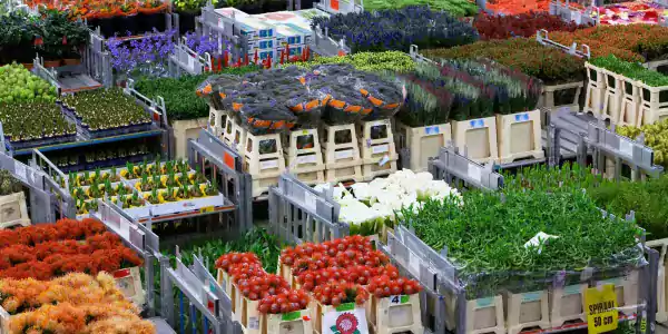 FloraHolland to optimise distribution process with 3iV Crystal voice solution from Zetes