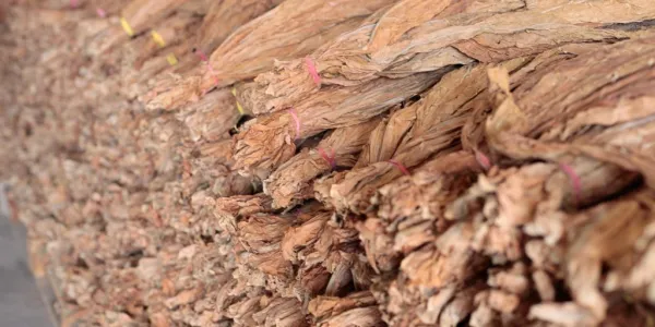 Canal de Navarrés s'adapte à la directive européenne sur les produits du tabac avec Zetes