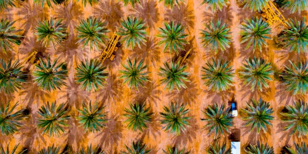 Tzur Farm digitalise la traçabilité des palettes avec ZetesMedea ImageID