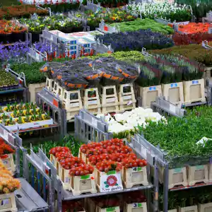FloraHolland to optimise distribution process with 3iV Crystal voice solution from Zetes