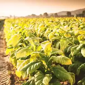 Zetes soutient la lutte contre le trafic illégal  de produits du tabac