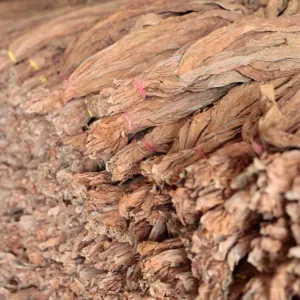 Tobacco leaves