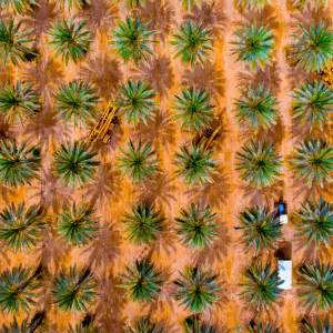 עקיבות אוטומטית של משטחים